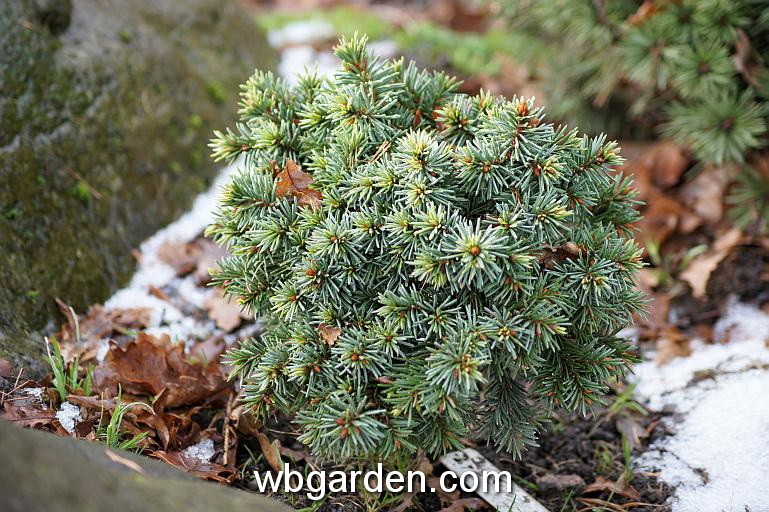 wbgarden dwarf conifers 32.JPG
